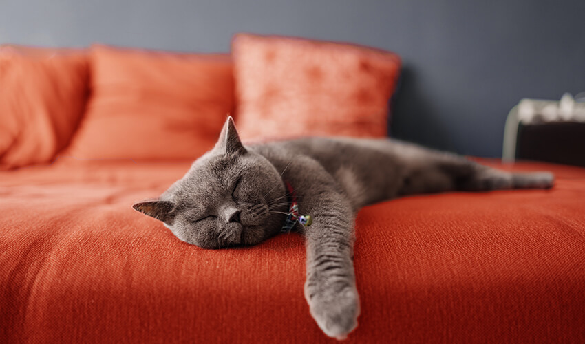 Cat sleeping on a couch.