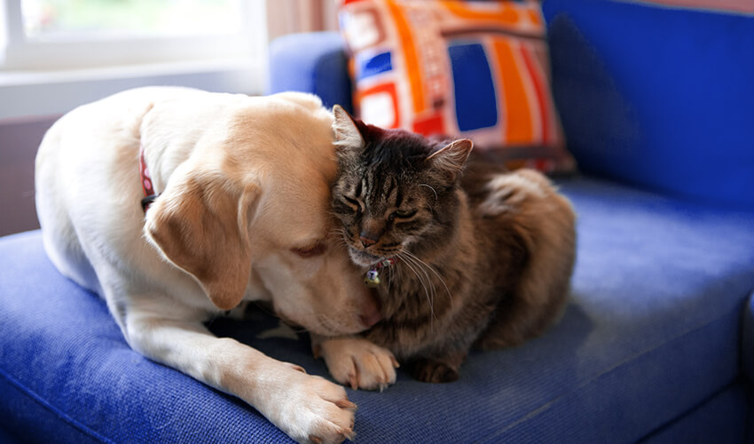 Dog and cat hugging and relaxing on a couch.