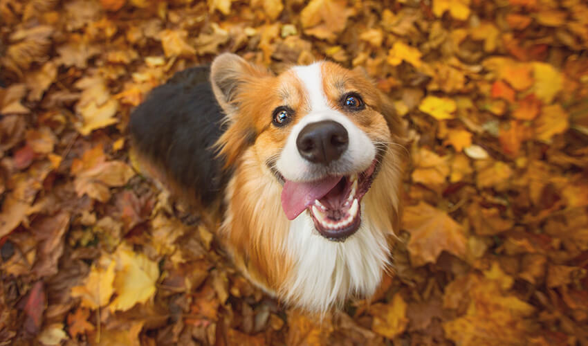 Happy dog in fall leaves.