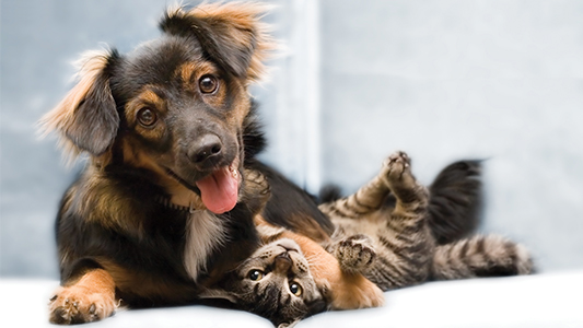 Puppy and kitten playing together.