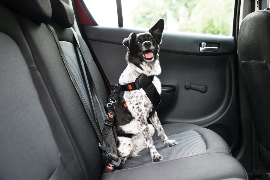 Photo showing a medium-sized black-and-white coloured dog strapped into a car seat.