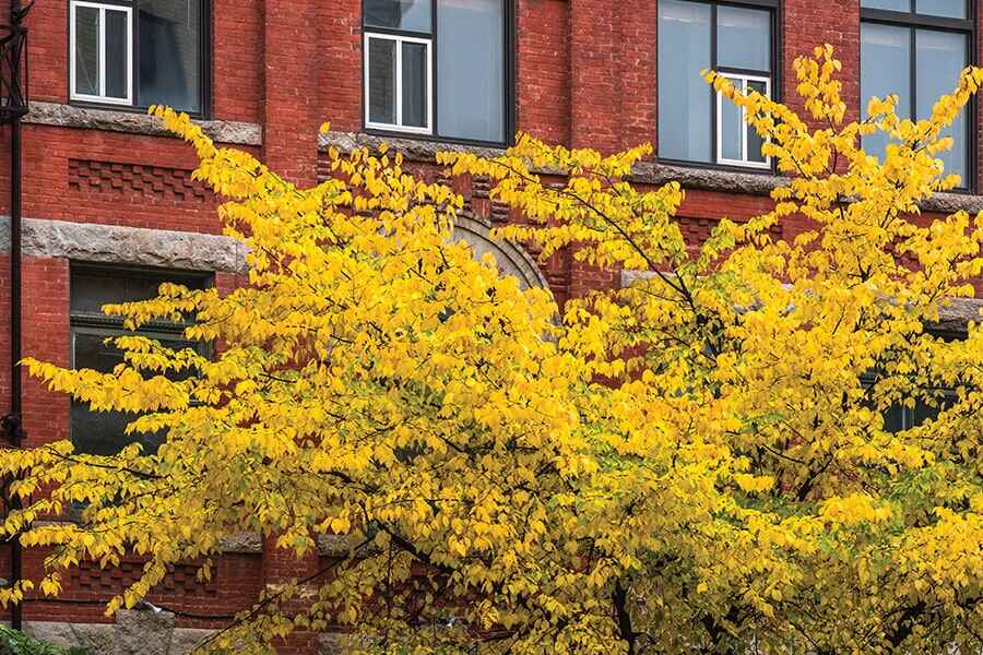 Image showing tree with yellow leaves in foreground and urban building in background.