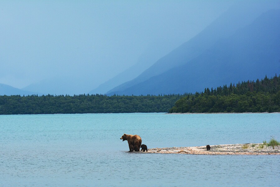 Image showing mother grizzly bear and two small cubs beside a large lake with forest and mountain slopes in the background