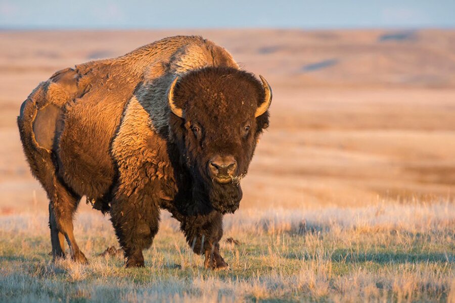 Photo shows a large bison standing on a typical flat prairie landscape.