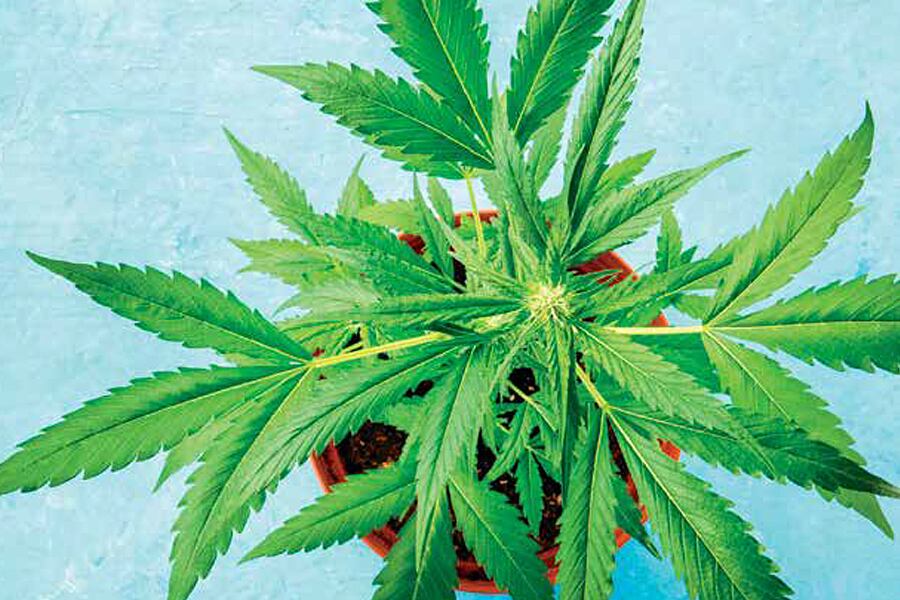 Photo showing an overhead view of a cannabis plant in a brown pot.