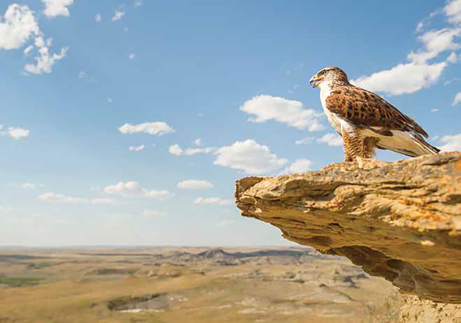 A ferruginous hawk overlooking Grasslands National Park.