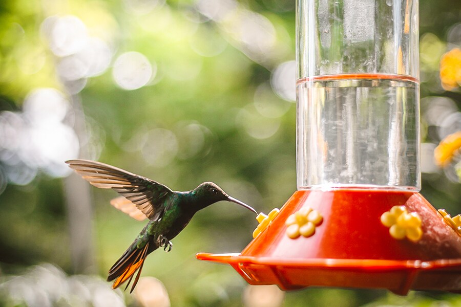 Image of a hummingbird feeding on a sugar feeder.