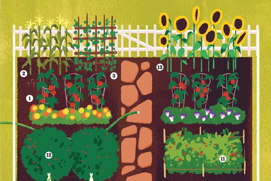 Cartoon image graphic showing the layout of a typical backyard garden.