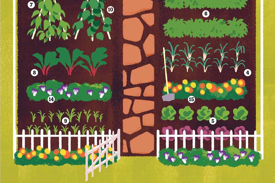 Cartoon image graphic showing the layout of a typical backyard garden.