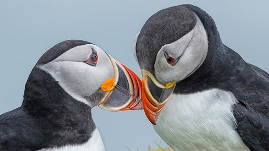 Image showing two brightly-coloured puffins touching beaks.
