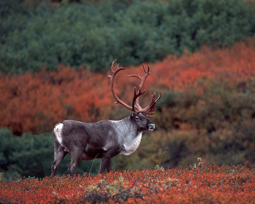 Caribou in Denali National Park