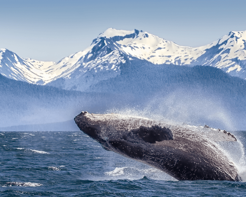 Breaching humpback whale – Glacier Bay, Alaska