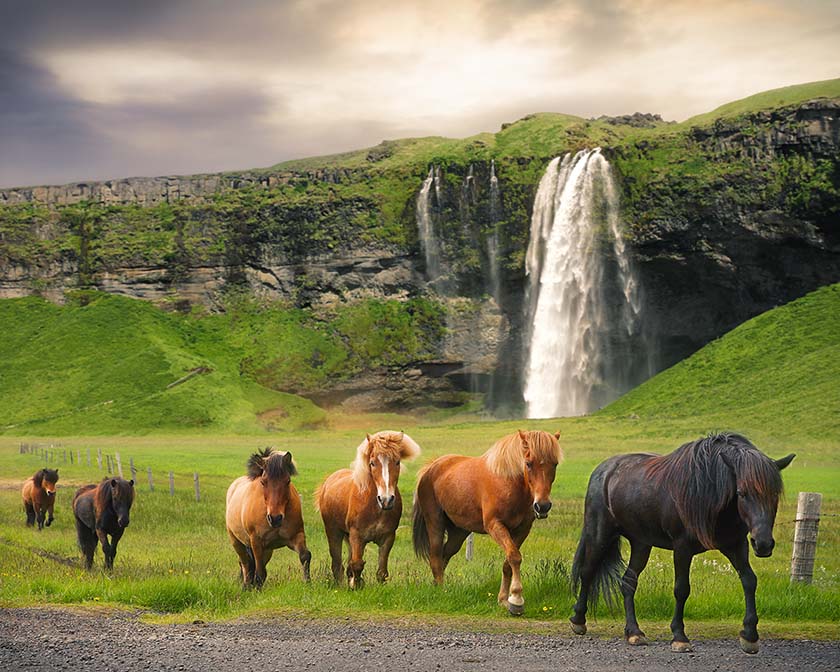 Icelandic horses at Seljalandsfoss waterfall, Iceland