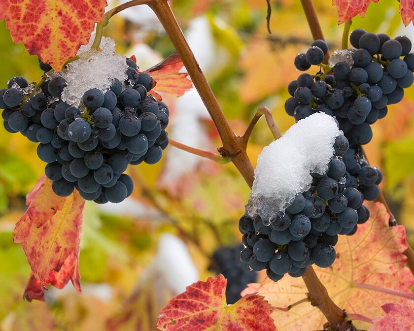 Icewine grapes