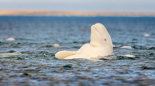 Beluga Whale Safari