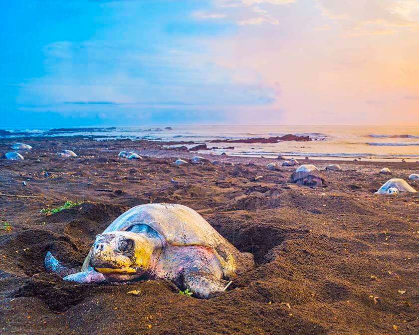 Turtles nesting on beach in Costa Rica
