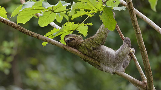 Incredible Costa Rica