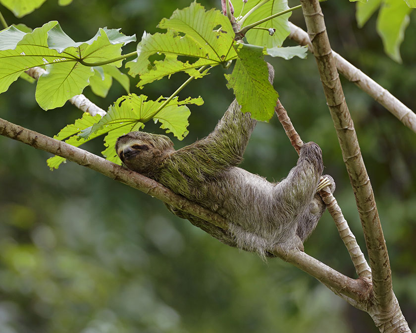 Wild sloth on tree