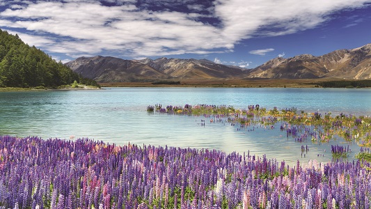 A lake surrounded by purple fauna with a mountain view in the background.