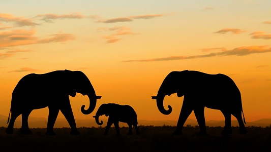 A silhouette of three elephants during a golden sunset.