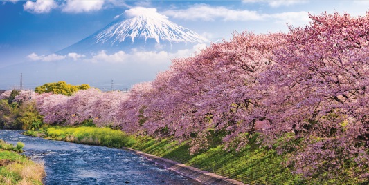 Highlights of Japan Tour