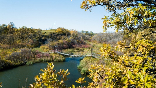 Image showing a closeup of deciduaous tree foliage in the foreground with a wooden bridge crossing a small river in the background.