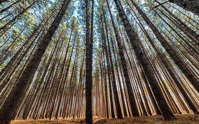 Image showing a dense forest of tall trees.