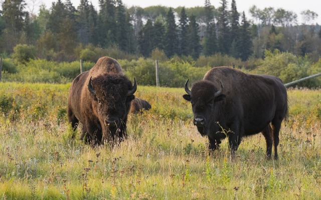Image showing two bison grazing in a field with a forest in the background.