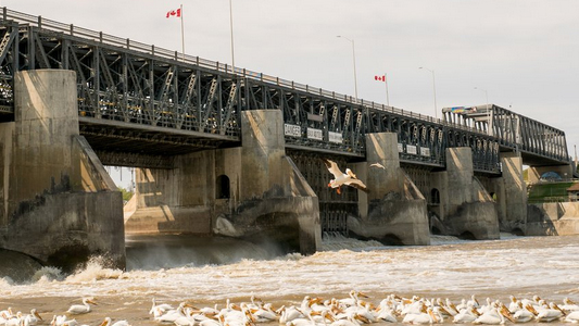 Image showing the river locks at Lockport with pelicans in the foreground.