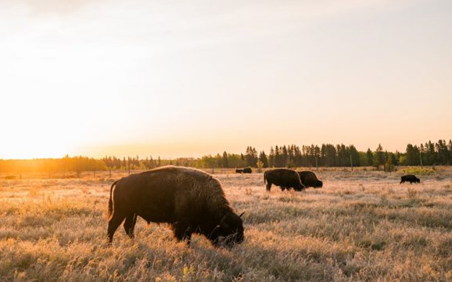 Images showing a number of bison grazing in a large open field.