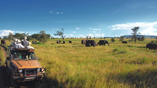 A jeep driving by a field with elephants.