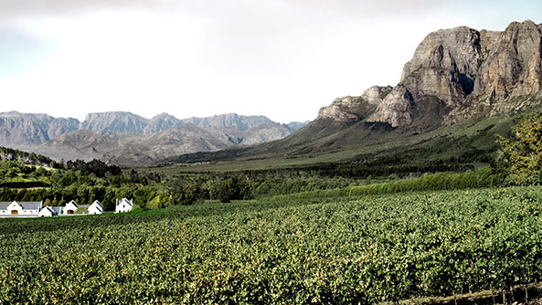 Stellenbosh Wine Routes