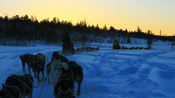 Dogsledding, Lapland, Scandinavia