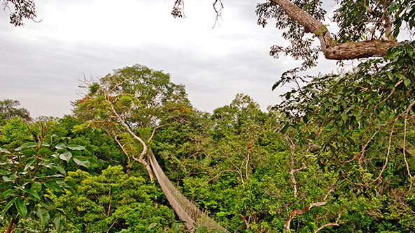 Canopy Walk, the Amazon Rainforest