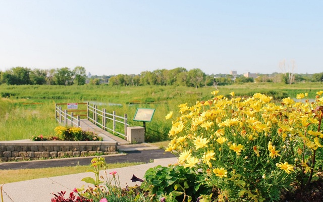 Image showing yellow flowers in bloom in the foreground with a point of interest marker in the background.