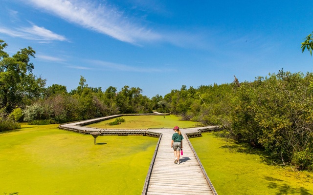 Image showing a young girl walking on a wooden boardwalk in a over a overgrown pond.